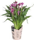 Calla - Gardenline - Aldi Calla - Gardenline à 5,99 € dans le catalogue Aldi
