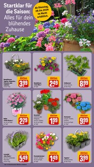 Pflanzen im REWE Prospekt "Dein Markt" mit 30 Seiten (Jena)