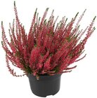 Calluna Beauty Ladies Angebote bei REWE Darmstadt für 5,49 €