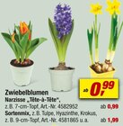 toom Baumarkt Hameln Prospekt mit  im Angebot für 0,99 €