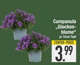 Campanula Glockenblume im Angebot bei E center in Rosenheim Campanula Glockenblume Angebote bei E center Rosenheim für 3,99 €