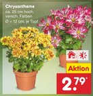 Aktuelles Chrysantheme Angebot bei Netto Marken-Discount in Hildesheim ab 2,79 €