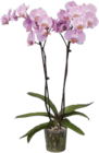 Orchidee (Phalaenopsis „Taiwan“) für 9,99 € bei Globus-Baumarkt im Angebot Orchidee (Phalaenopsis „Taiwan“) im aktuellen Globus-Baumarkt Prospekt