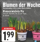 Blumenzwiebeln Mix Angebote bei EDEKA Witten für 1,99 €