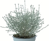 Aktuelle Pflanzen Angebote bei Zimmermann in Bremerhaven Aktuelles Stacheldraht Angebot bei Zimmermann in Bremerhaven ab 1,49 €