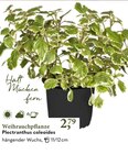 Weihrauchpflanze bei Gartencenter Nickl im Prospekt "" für 2,79 €
