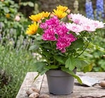 Pflanzen Kölle Teltow - Chrysantheme »Trio« Angebot im Prospekt Chrysantheme »Trio« bei Pflanzen Kölle im Teltow Prospekt für 3,49 €