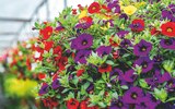 Jardineries du terroir Dole - Promo Suspension Anglaise Promo Suspension Anglaise à 16,99 € dans le catalogue Jardineries du terroir à Dole