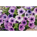 Plantes à massif en promo chez Carrefour Avignon à 4,25 €