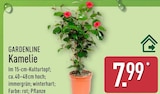 Kamelie von Gardenline im aktuellen ALDI Nord Prospekt