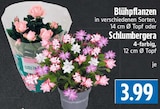 Blühpflanzen bei EDEKA im Lollar Prospekt für 3,99 €