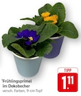 Frühlingsprimel im Dekobecher bei EDEKA im Göppingen Prospekt für 1,11 €