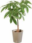 Grande plante verte en pot céramique ou en corbeille en promo chez Lidl Troyes à 24,99 €