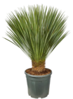 Truffaut Saint-Denis - Promo Yucca rostrata Promo Yucca rostrata à 89,99 € dans le catalogue Truffaut à Saint-Denis