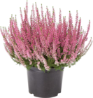 Calluna vulgaris en promo à 3,99 € chez Lidl Calluna vulgaris dans le catalogue Lidl