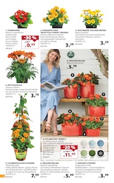 Dehner Garten-Center Blumentopf im Prospekt 