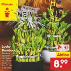 Lucky Bamboo Angebote bei Netto Marken-Discount Singen für 8,99 €