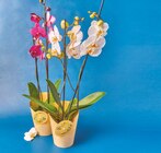Phalaenopsis dans le catalogue Colruyt