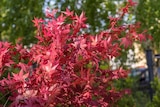 Promo Acer palmatum ECLOZ à 17,99 € dans le catalogue Gamm vert à Égreville