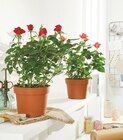 Rosier en promo chez Intermarché Rosier dans le catalogue Intermarché