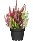 Hagebaumarkt Ettlingen - Knospenheide 'Beauty Ladies High Five' Angebot im Prospekt Knospenheide 'Beauty Ladies High Five' bei Hagebaumarkt im Ettlingen Prospekt für 2,99 €