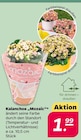 Kalanchoe „Mozaic“ bei Netto mit dem Scottie im Prospekt "" für 1,99 €