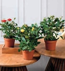 Rosier - U Express à Villeneuve-d'Ascq Rosier en promo chez U Express Villeneuve-d'Ascq à 2,99 €