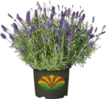 Duft-Lavendel für 13,99 € bei Globus-Baumarkt im Angebot Duft-Lavendel im aktuellen Globus-Baumarkt Prospekt