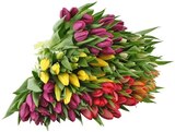 Tulpen Angebote von REWE Regional bei REWE Pulheim für 6,99 €