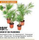 Palmenmix Angebote von Grow by Obi bei OBI Gummersbach für 19,99 €