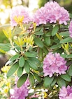 Rhododendron à Grandes Fleurs - Delbard Rhododendron à Grandes Fleurs à 19,99 € dans le catalogue Delbard