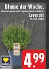 Lavendel im Angebot bei E center in Bonn Lavendel Angebote von EDEKA bei E center Bonn für 4,99 €