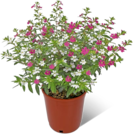 Scheinmyrthe im aktuellen REWE Prospekt