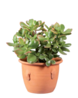 Cactus en terracotta - Lidl à Créteil Cactus en terracotta en promo chez Lidl Créteil à 10,99 €