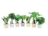 Plante verte en pot céramique - Castorama Plante verte en pot céramique à 9,99 € dans le catalogue Castorama