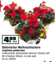Dekorierter Weihnachtsstern (Euphorbia pulcherrima) bei OBI in Aachen Dekorierter Weihnachtsstern (Euphorbia pulcherrima) im Angebot bei OBI Aachen für 4,99 €
