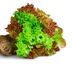 Deutsche bunte Salate mit Wurzel von Marktliebe im aktuellen Penny Prospekt