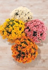 Bi1 Troyes - Promo Chrysanthème Promo Chrysanthème à 13,98 € dans le catalogue Bi1 à Troyes