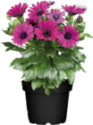 Aktuelles Kapkörbchen (Osteospermum) Angebot bei Globus-Baumarkt in Würzburg ab 2,49 €