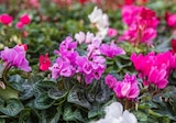 Promo Cyclamen à 1,29 € dans le catalogue Lidl à Le Quesnoy