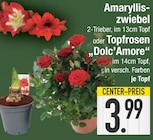 Amarylliszwiebel oder Topfrosen 'Dolc'Amore' im aktuellen EDEKA Prospekt für 3,99 €