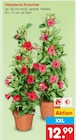 Dipladenia Pyramide für 12,99 € bei Netto Marken-Discount im Angebot Dipladenia Pyramide im aktuellen Netto Marken-Discount Prospekt