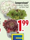 Sempervivum im Angebot bei EDEKA in Augsburg Sempervivum Angebote bei EDEKA Augsburg für 1,99 €