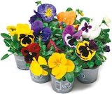 Viola 'Stiefmütterchen' oder Viola Cornuta „Hornveilchen“* im aktuellen Netto mit dem Scottie Prospekt
