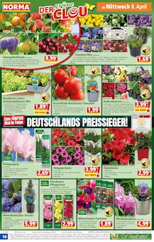 Geranien im Norma Prospekt "Mehr fürs Geld" mit 21 Seiten (Heidelberg)