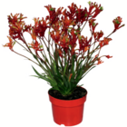 Kängurupfote bei toom Baumarkt im Prospekt "" für 17,99 €