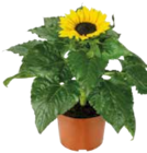 Sonnenblume im Angebot bei EDEKA in Passau Sonnenblume Angebote bei EDEKA Passau für 2,99 €