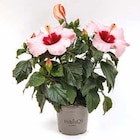 Hagebaumarkt Nackenheim - Hibiskus 'Longlife' Angebot im Prospekt Hibiskus 'Longlife' bei Hagebaumarkt im Nackenheim Prospekt für 8,99 €