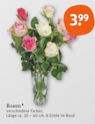 Rosen im tegut Prospekt Rosen von im aktuellen tegut Prospekt für 3,99 €