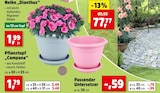 Nelke „Dianthus“ für 0,59 € bei Thomas Philipps im Angebot Nelke „Dianthus“ im aktuellen Thomas Philipps Prospekt